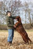 SETTER IRLANDAIS 346
